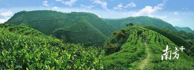 探秘紫金:一场沉浸于“蝉茶蜜韵”的山水人文之旅插图1 探秘紫金:一场沉浸于“蝉茶蜜韵”的山水人文之旅插图1