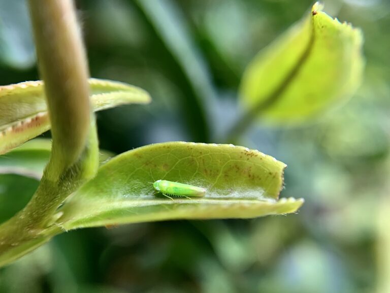 🦗 小蝉喊你来闯关！答题赢盲盒，集卡换好礼缩略图