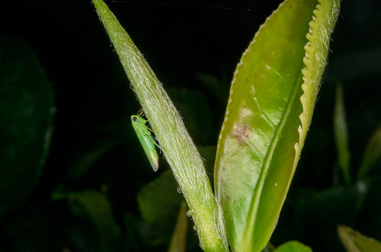 小蝉上线啦！缩略图